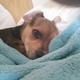 Illustration for article titled This is not a shameless post of my new puppy